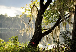 Florida Plantation Weddings