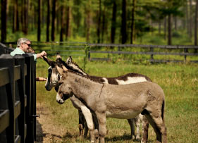 Southern Plantation Weddings