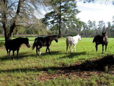 Tallahassee Plantation Weddings